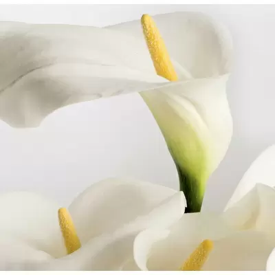 Panaria Experience PG8EXFA Flora A Calla 100x100