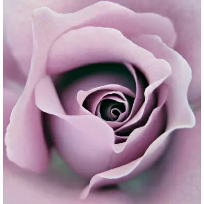 Panaria Experience PG8EXFC Flora C Rosa 100x100