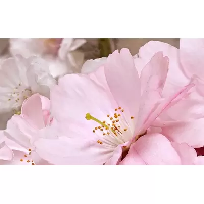 Belleza Букет Розовый 09-01-41-662 40x25