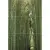 Keros Varna Bambu (из 3-х плиток ) D/E/F 50x75