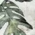 ZYX Amazonia Tropic Emerald-2 13.8x13.8
