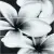 Meissen (Mei) Pret-a-Porter UG2U093D Pret a Porter Flower Grey 75x75 Meissen (Mei) Pret-a-Porter UG2U093D Pret a Porter Flower Grey 75x75