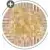 Versace Villa 49084 Tozzetto Medusa Miele-Oro Naturale 2,7x2,7