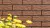 Cerrad Brown 5903263449836 Glazed Facade 6,5x24,5