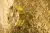 Bisazza Oro 022PB2004D1 20.4/P 2x100 Bisazza Oro 022PB2004D1 20.4/P 2x100