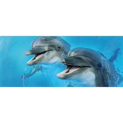 Cerrol Porto dolphins Porto Dolphins 2 Centro 60x25