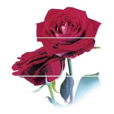 Cerrol Imperia Rosarium -2 (розы) 60x50