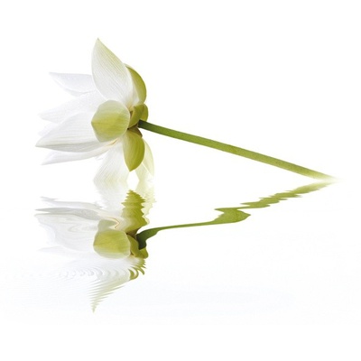 Cerrol City White Lilies 40x50