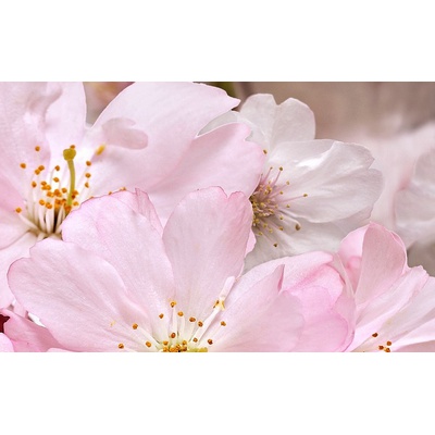 Belleza Букет Розовый 09-01-41-663 40x25