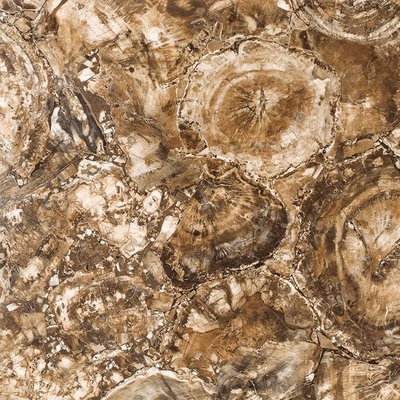 Apavisa Petrified 8431940336768 Wood Pulido 59.55x59.55