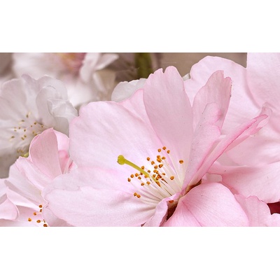 Belleza Букет Розовый 09-01-41-662 40x25