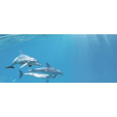 Cerrol Porto dolphins Porto Dolphins 1 Centro 60x25