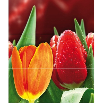 Cerrol Royal Syntia Tulip А (3пл) 60x50