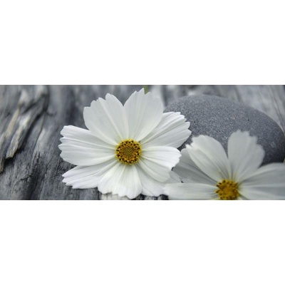 Cerrol Granit Margaritas Centro B 20x50