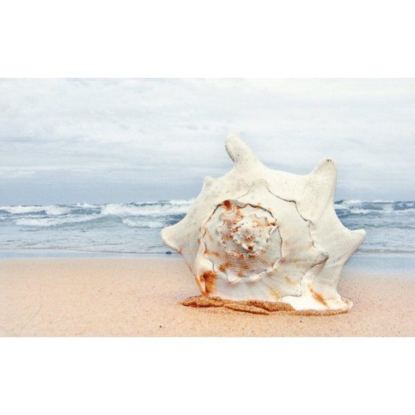 М- Квадрат Адриатика 121916 Ракушки 25x40