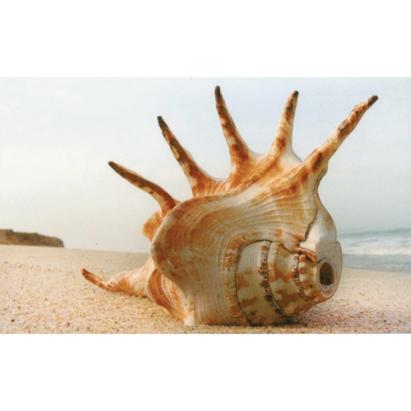 М- Квадрат Адриатика 121918 Ракушки 25x40