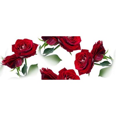 Cerrol Imperia Centro Rosarium-2 (розы) 20x50