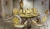 Versace Palace Gold Almond Lap/Ret 118700 39.4x39.4