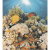 Ceradim Corals Dec Corals Panno (из 2-х шт) 45x50 Ceradim Corals Dec Corals Panno (из 2-х шт) 45x50