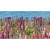 Ceradim Forest Dec Flora 25x45