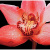 Panaria Experience PG8EXFE Flora E Orchidea 100x100 Panaria Experience PG8EXFE Flora E Orchidea 100x100