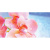Belleza Оушен Chloe A 50x25