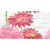 Ceradim Gerbera Dec Gerbera Panno B 25x45 Ceradim Gerbera Dec Gerbera Panno B 25x45