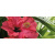 Cerrol Imperia Centro Hibiskus-1 20x50