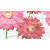 Ceradim Gerbera Dec Gerbera Panno A 25x45 Ceradim Gerbera Dec Gerbera Panno A 25x45
